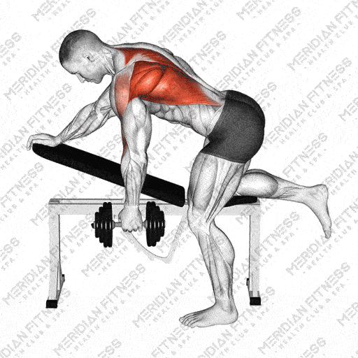 Dumbbell Row How To Build A Strong And Muscular Back Dumbbell Row How To Build A Strong And Muscular Back