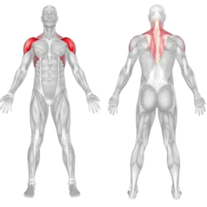 MUSCLES WORKED IN THE OVERHEAD PRESS